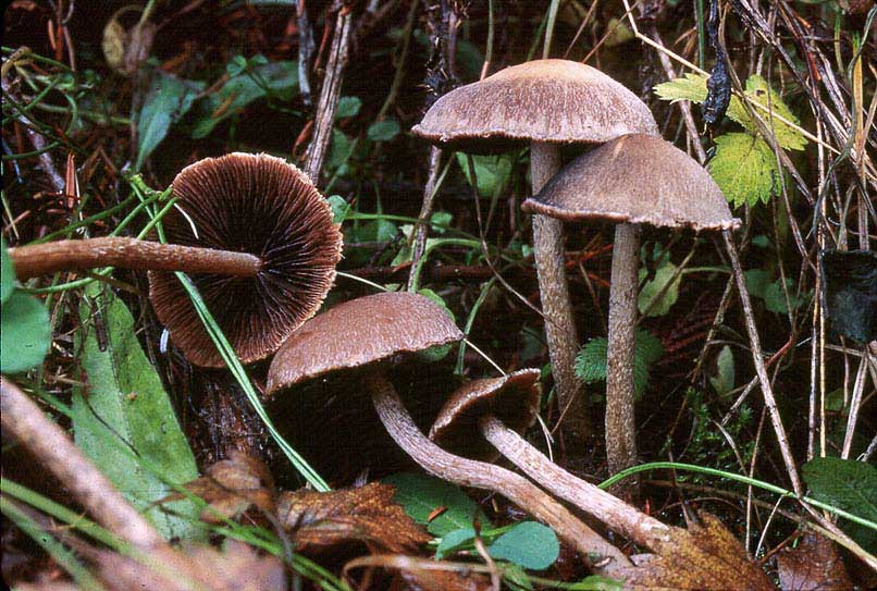 Lacrymaria velutina
